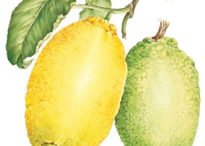 <em>Citrus limon</em>  L. <em>Burmf.”Amalphitanum” </em>