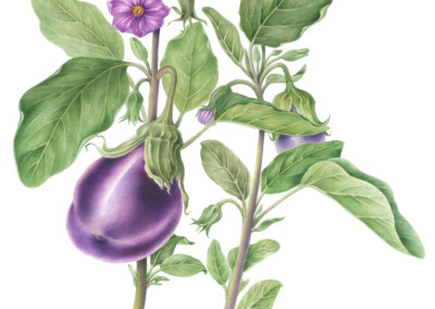 <em>Solanum melongena </em>L. <em>Hybrid F1 ”Ophelia”</em>