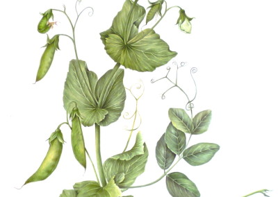 <em>Pisum sativum</em>, L. pisello semi rampicante “Utrillo”