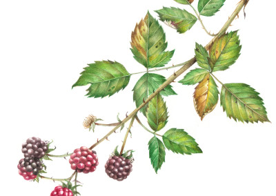 <em>Rubus fructicosus</em> L.