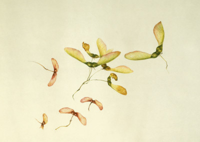 <em>Samare di Acer pseudoplatanus e Acer tataricum<em>