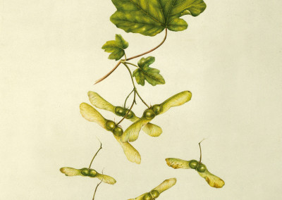 <em>Samare e foglie di Acer campestre</em>
