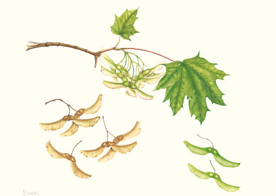 <em>Samare di Acer platanoides</em> L.